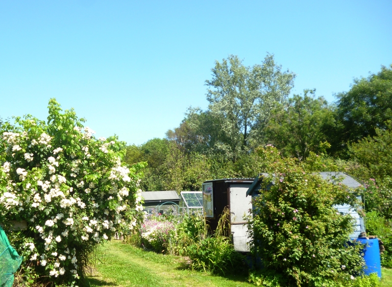 Aberystwyth Allotments